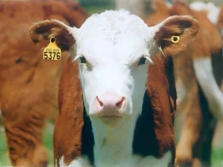 Electronic identification RFID tags on livestock ears for USDA mandate compliance and herd management Electronic identification RFID tags on livestock ears for USDA mandate compliance and herd management